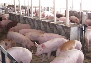 When considering raising pigs antibiotic-free or using less antibiotics in compliance with the new responsible use guidelines, vaccines become an even more vital part of the management strategy for herd health.