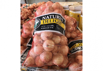 Suppliers anticipate stronger market on larger onions