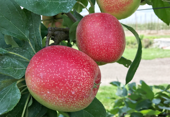 Michigan apple industry expects a big crop