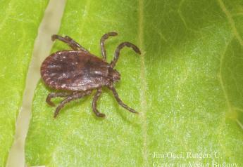 The longhorned tick is known as an aggressive biter that can infest cattle in large numbers.