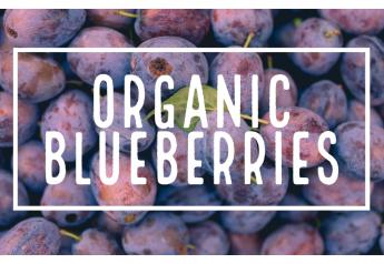 Organic blueberries slowly growing