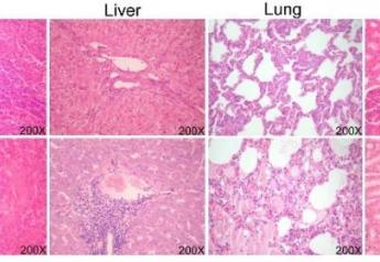 Transgenic (TG) pigs exhibit antiviral responses during CSFV infection. 