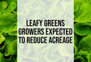 Leafy greens growers expected to reduce acreage