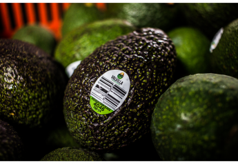 Seald Sweet brings on Mexican avocados with partnership