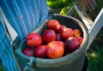 Stemilt peach and nectarine harvest underway