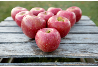 EverCrisp apple supplies double from last season