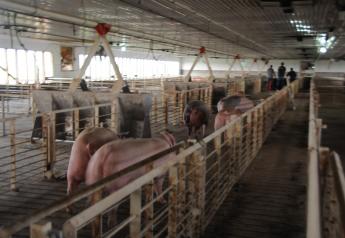 Surge in U.S. Pork Exports to China Led by JBS and WH Group
