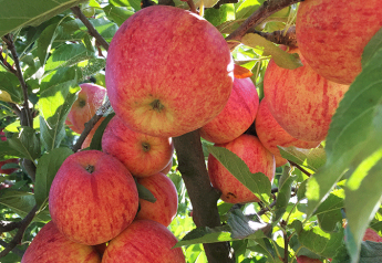 Oppy’s Southern Hemisphere organic apple season begins