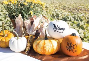 Marketers expect strong demand for pumpkins despite COVID-19