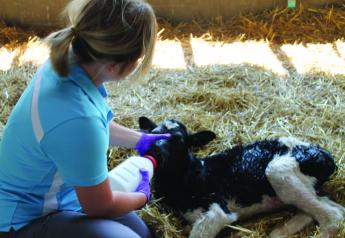 Top 5 Calf Care Tips For Spring 