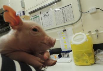 Can Micro-Supplements Improve Piglet Growth?