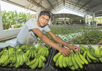 Fall, winter spur interest in bananas