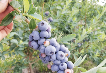 Southeast berry growers expect rebound from 2018