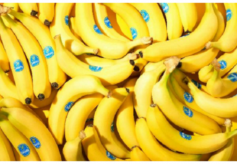 Chiquita using new containers for organic bananas