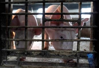 China Floods Blamed for Fresh African Swine Fever Outbreaks