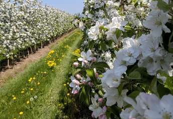 New York apple growers optimistic after good bloom