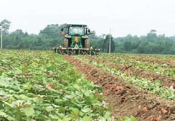 Sweet potato growers expect supply comeback