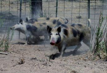 How Colorado Eliminated Feral Hogs