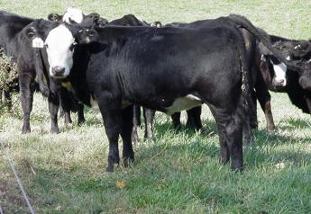 The fallout risk involved with feed¬ing natural cattle is substantial.