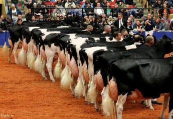 More than 2,000 head will grace the covered shavings at World Dairy Expo in October. 