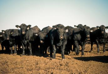 Cattle in feedlot