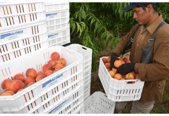 Smaller size could be big opportunity for Florida peaches