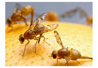 USDA removes Mexfly quarantine in Texas citrus area