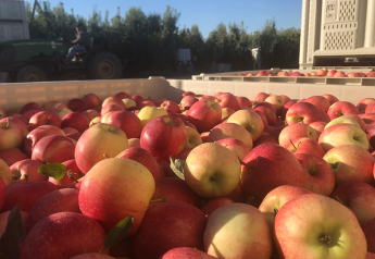 Organic apple production up 30% in Washington