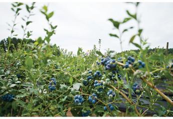Marketers expect good season for Chilean blueberries