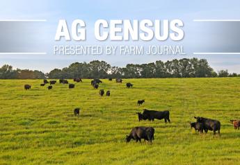 Census Roundup: Dairy Consolidates, Beef and Pig Operations Grow
