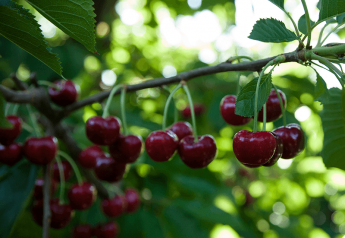 Northwest offers varietal cherry options