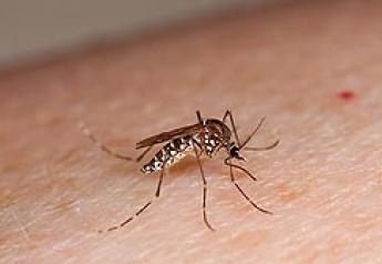 The mosquito Aedes aegypti can spread several diseases as it travels from person to person.