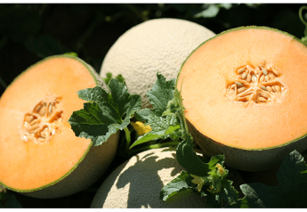 Domestic melon season getting close