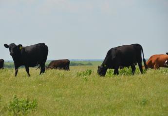 Managing Heat Stress in Beef Herds this Summer
