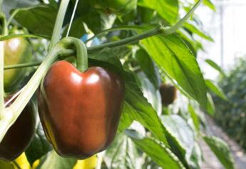 Chocolate  bell peppers to turn heads in produce aisle