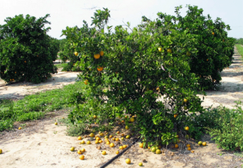 Once a tree is severely infected with huanglongbing, it will experience premature and excessive fruit drop, like this tree in a California grove.