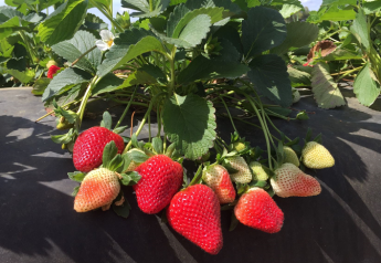 Brilliant! Florida strawberry bred for flavor, early debut