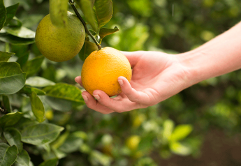 USDA estimate reflects optimism for Florida oranges