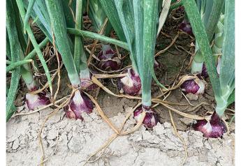 Variety mix largely unchanged  in Idaho-Eastern Oregon onion business