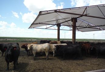 Shade for feedlot cattle improves carcass quality.