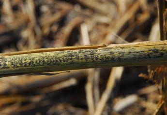 Scout now for corn diseases. Leaf diseases are common now, although stalk diseases such as Anthracnose Stalk Rot can (pictured) can be devastating later in the season.