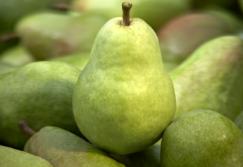 California pear growers pledge to use no anti-ripening treatments