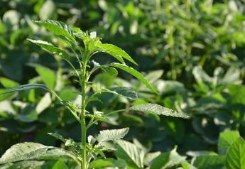 Waterhemp Discovered With Resistance To 6 Herbicides