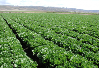 No cause for concern on safety of California lettuce, greens