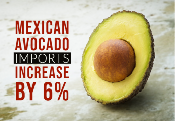 Increase in Mexican avocado imports