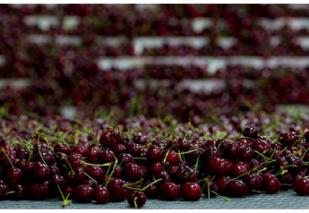 Northwest cherry export forecast optimistic