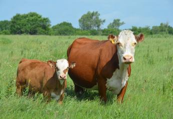 New Webinar Series for Cow-Calf Producers From the Iowa Beef Center