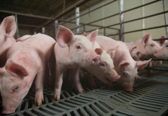 How Big of a Gap Did 2020 Create in the Pork Industry?