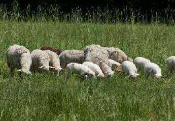 Scientific studies show that sheep with certain genotypes are resistant to or less susceptible to classical scrapie and are unlikely to get the disease.