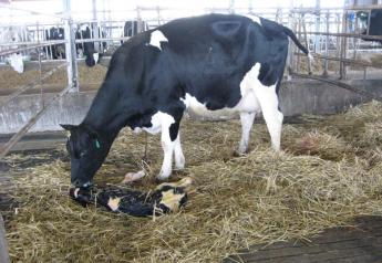 Just-fresh cows often need supplementation to avoid falling victim to calcium deficiencies. 